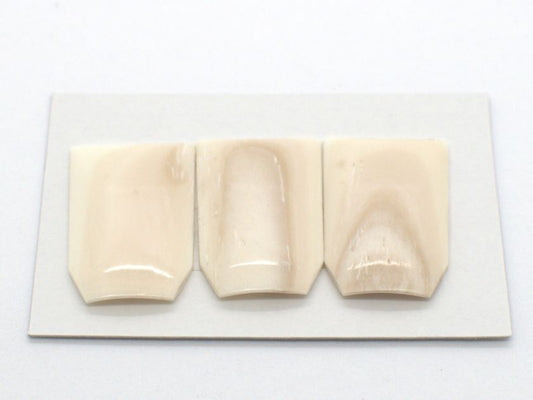 Ikuta Style Shari Koto Tsume (Large)